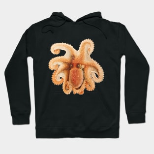 Vintage Octopus Salutii by Giacomo Merculiano Hoodie